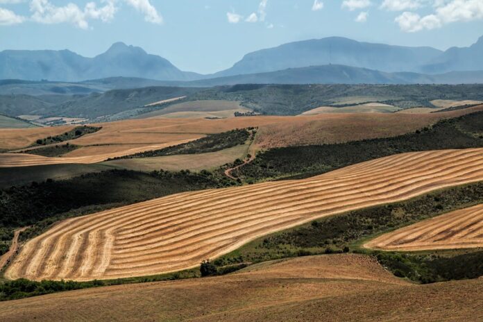 wheat fields in South Africa wheat fields in South Africa