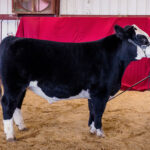 2022 Lawrence County (Pa.) Fair sale Grand Champion Beef