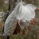 How to collect milkweed seed pods milkweed seed pod