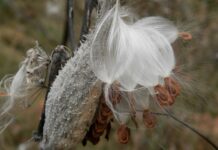 Summit County milkweed pod collection continues until Nov. 11 milkweed seed pod