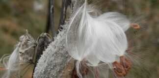 milkweed seed pod