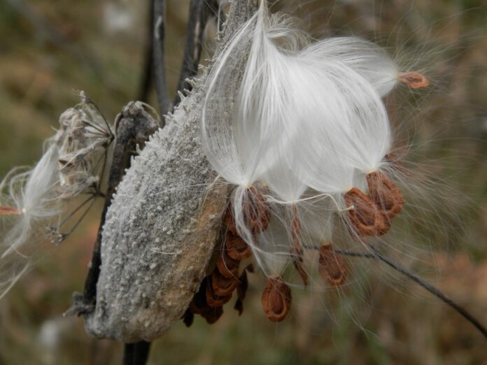 milkweed seed pod