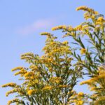 The problem with ‘weeds’ goldenrod