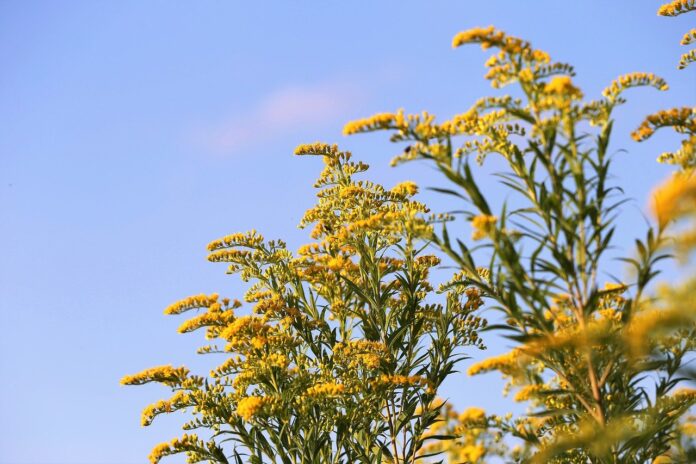 goldenrod goldenrod