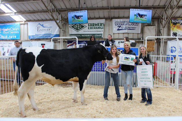Reserve Champion Dairy Steer