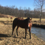 A stream gone wild turns to flowing success story A stream prior to restoration. (Submitted photo)