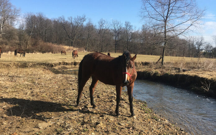 A stream prior to restoration. (Submitted photo) A stream prior to restoration. (Submitted photo)
