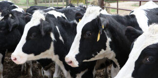 EPA, Hershey band together to fund conservation projects Holstein dairy cows