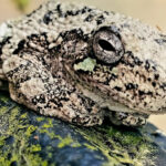 Salem woman is winner of stamp photo contest 2023 Ohio Wildlife Legacy Stamp