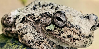 Salem woman is winner of stamp photo contest 2023 Ohio Wildlife Legacy Stamp