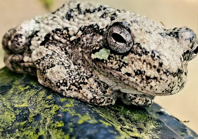 2023 Ohio Wildlife Legacy Stamp