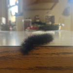 How to care for red-striped ‘woolly bears’ giant leopard moth caterpillar