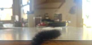 giant leopard moth caterpillar