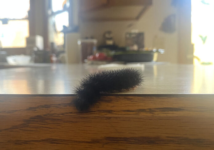 giant leopard moth caterpillar