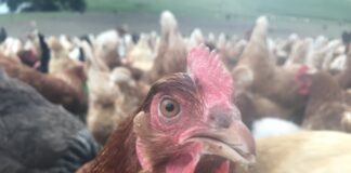 Western Pa. pastured poultry farm faces bird flu ‘nightmare’