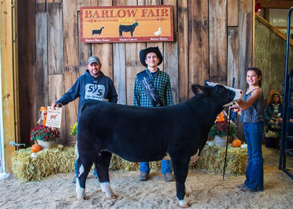 Grand Champion Feeder Calf Heifer