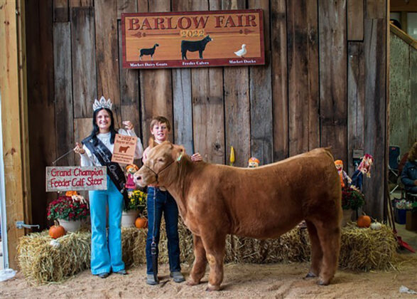 Grand Champion Feeder Calf Steer