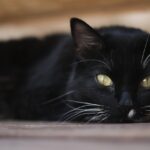 Mama Cat takes a vacation black cat