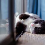 How many indoor pets are too many? house cat