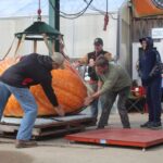Giant Pumpkin Weigh-Off to take place on Oct. 14 in Canfield giant pumpkin