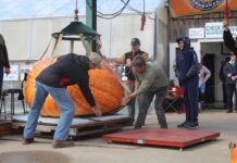 Giant Pumpkin Weigh Off in Canfield giant pumpkin