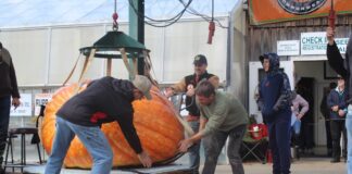 giant pumpkin