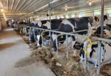 Know how to manage winter ventilation in the barn dairy stalls
