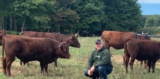 Ohio set to host national Red Devon cattle meeting Red Devon