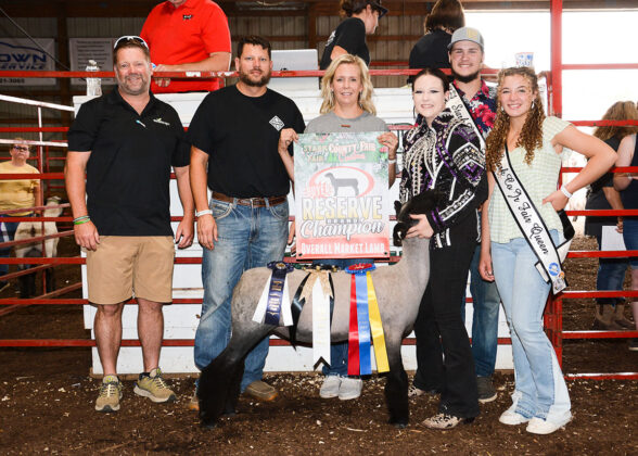 Reserve Champion Market Lamb