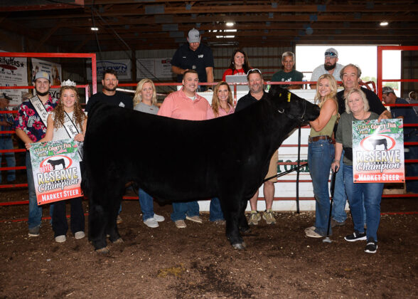 Reserve Champion Market Steer