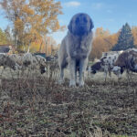 livestock guardian dog with sheep