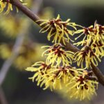 Fall foraging: How to find and use witch hazel witch hazel
