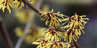 Fall foraging: How to find and use witch hazel witch hazel