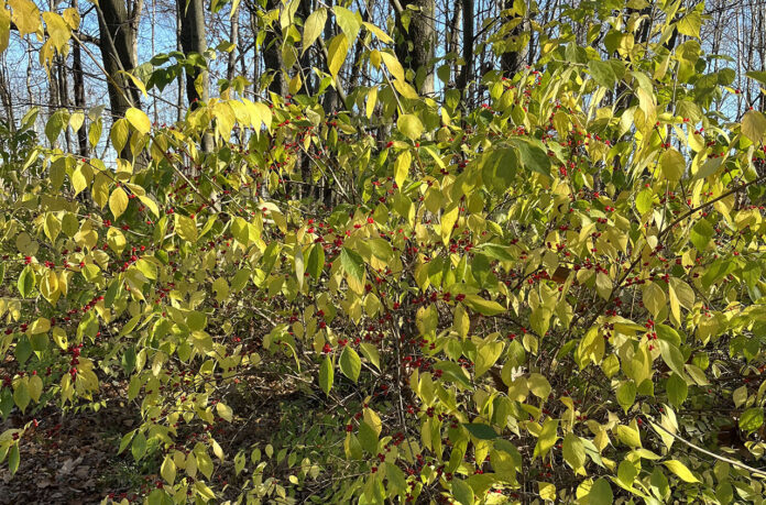 Bush honeysuckle Bush honeysuckle