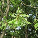 How to identify and control invasive tree-of-heaven in forests tree-of-heaven