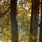 Learning from the cottonwoods cottonwood trees