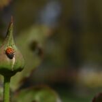 How to spot the differences between ladybugs and Asian lady beetles ladybug