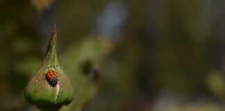 How to spot the differences between ladybugs and Asian lady beetles ladybug
