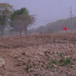 Revisiting grass tetany and magnesium deficiency lime