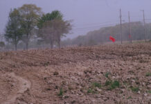 Revisiting grass tetany and magnesium deficiency lime