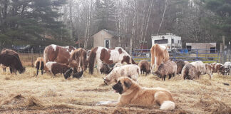 livestock guardian dog and livestock