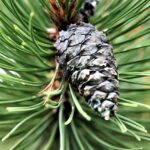 How to find a native Christmas tree to plant in your backyard virginia pine
