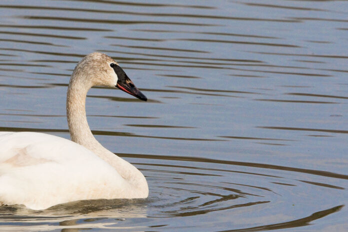 Trumpeter swan Trumpeter swan