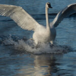 Trumpeter swans removed from Threatened Species List Trumpeter swan