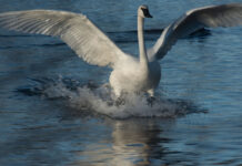 Trumpeter swans removed from Threatened Species List Trumpeter swan