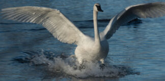 Trumpeter swans removed from Threatened Species List Trumpeter swan