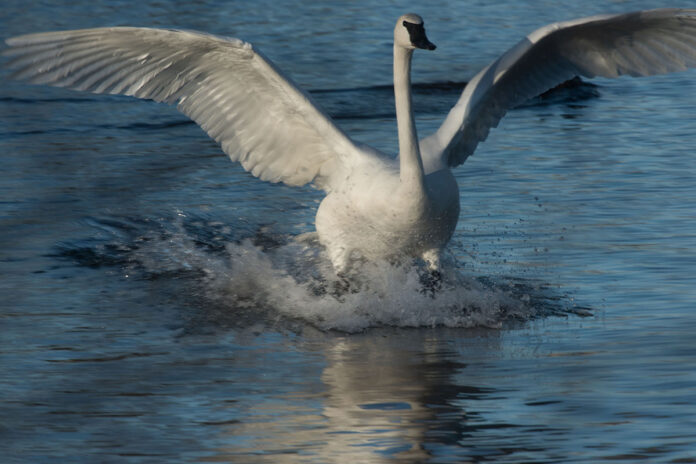 Trumpeter swan Trumpeter swan