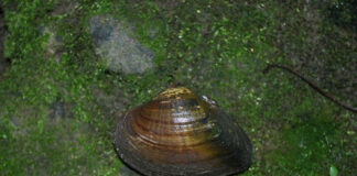 Scientists discover endangered mussel species in Ohio snuffbox mussel
