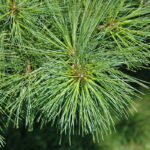 How to grow your own Christmas tree Eastern White Pine