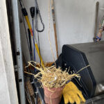 How to overwinter a container-grown tree container-grown tree